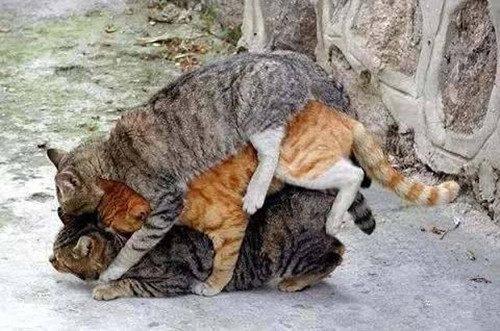 公猫为什么要咬女人脖子 猫为什么喜欢咬我脖子