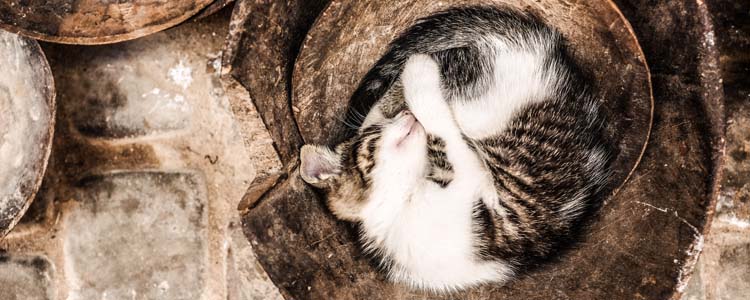 猫为什么会闻手指 猫为什么对人的手感兴趣
