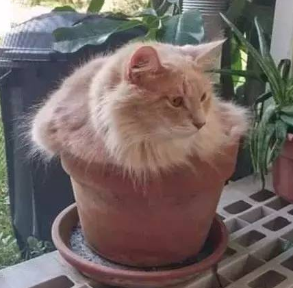 猫为什么喜欢在花盆里趴着猫喜欢阳光 小可爱宠物网