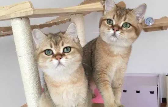 母猫为什么一直蹬后脚 母猫处于生理期