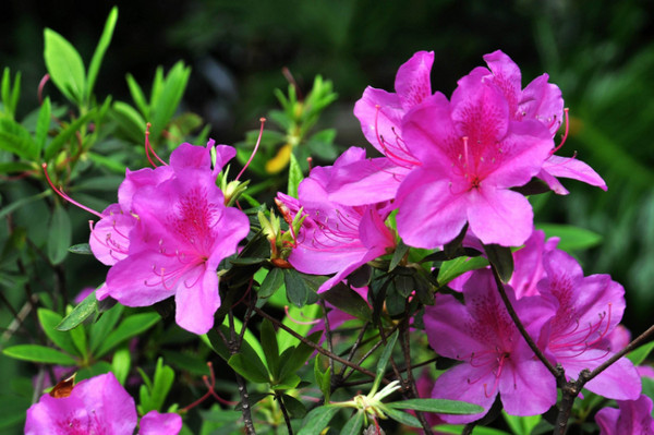 杜鹃花种植方法 杜鹃花种植简介和注意事项