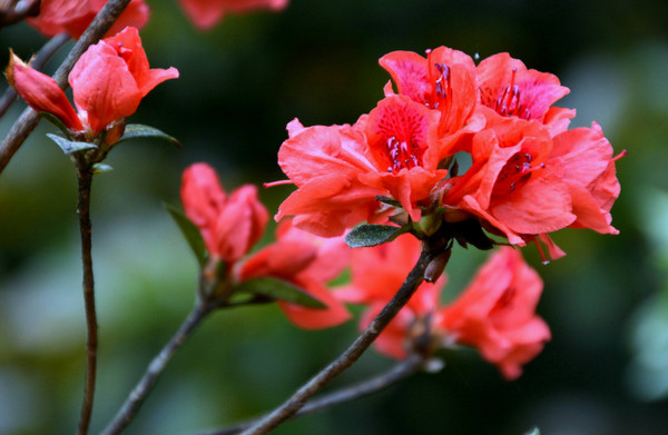 杜鹃花种植方法 杜鹃花种植简介和注意事项