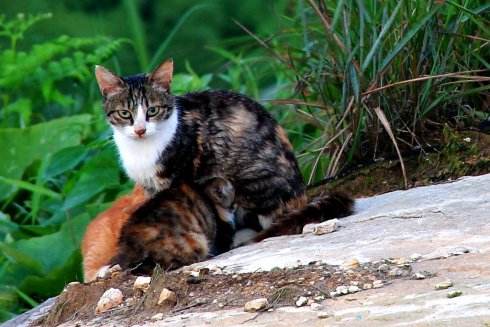 野猫为什么会跳到人身上 猫咪的天性要捕猎