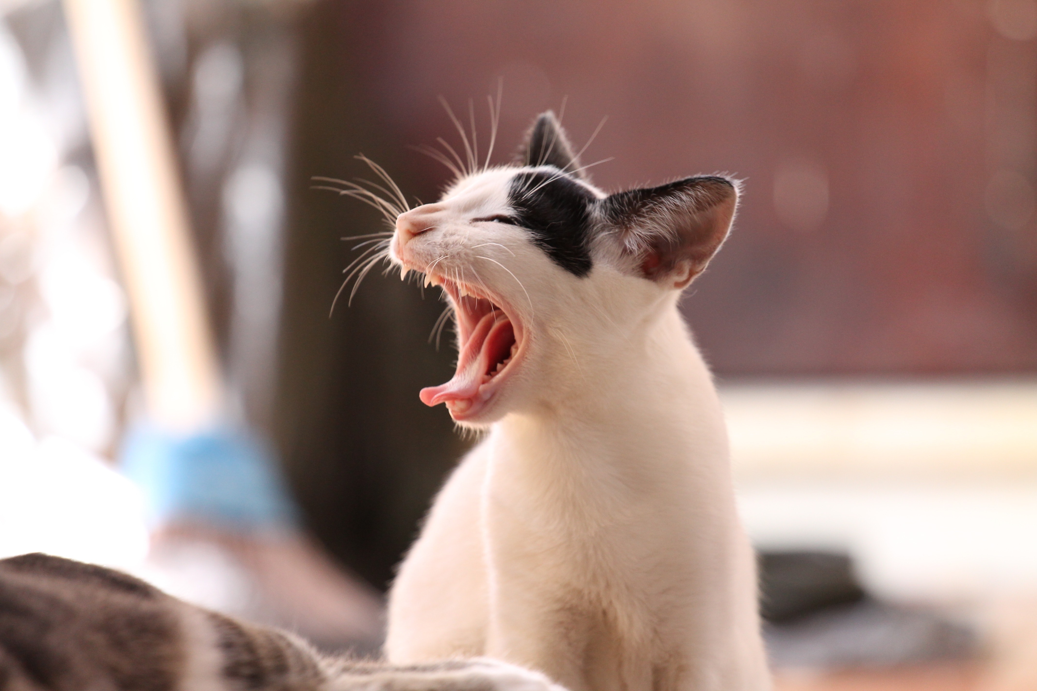 猫咪生气的声音图片