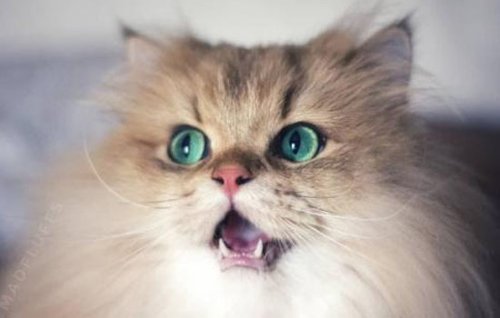 猫咪发出低吼什么意思 猫咪发出低吼的声音