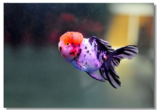 金鱼尾巴变黑怎么回事 金鱼为什么尾巴会变黑