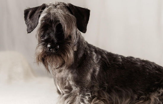 雪拉瑞狗的特点有哪些 雪拉瑞有什么优点