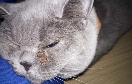 英短蓝猫为什么爱睡觉 猫咪嗜睡