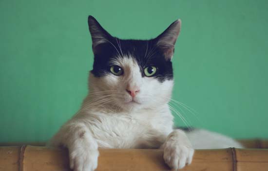 狸花猫为什么像老虎 猫为什么叫小老虎