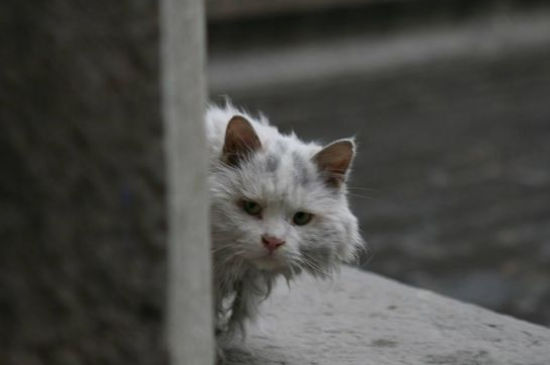 流浪猫为什么要绝育 减少流浪猫悲剧的发生