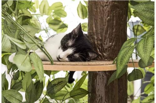 猫为什么可以很快地爬上树呢 猫为什么爬树爬得那么快