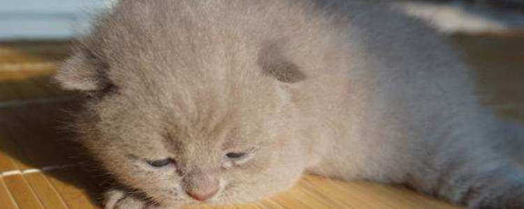 英短蓝猫丁香色值钱么 英短蓝猫丁香色贵不贵