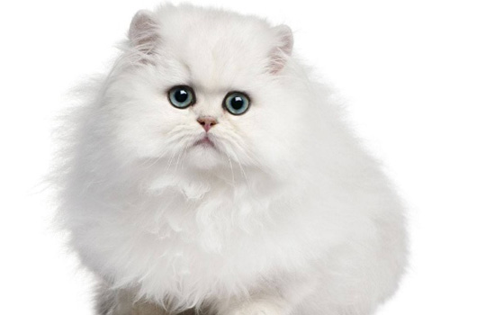 猫为什么不能喝羊奶 要注意挑选适合小猫喝的品种