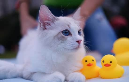 英短猫为什么要绝育 提升猫咪生活品质