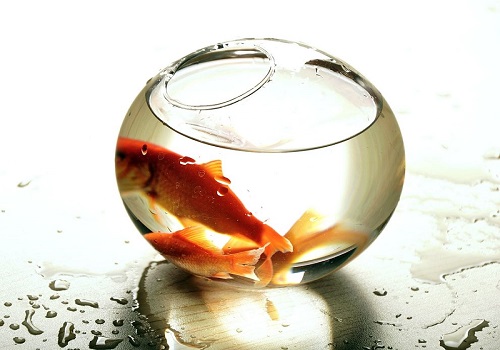 圆鱼缸适合养什么鱼 什么鱼适合圆鱼缸