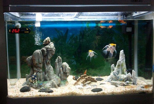 冬天鱼缸水温是多少 冬天鱼缸水温多少好