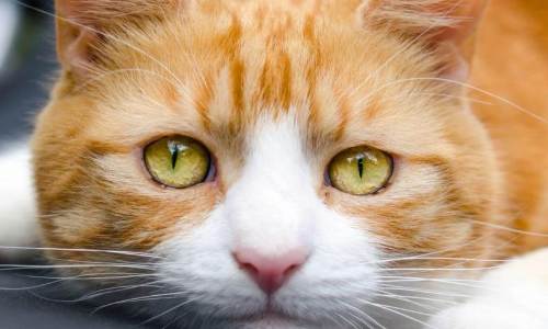 橘猫为什么最后送给别人 橘猫太会吃