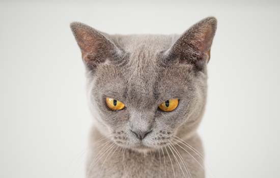 猫为什么生气咬人 猫咪不是什么地方都可以摸的