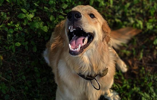 狗狗咳嗽的原因有几种 狗狗一直咳嗽是什么原因