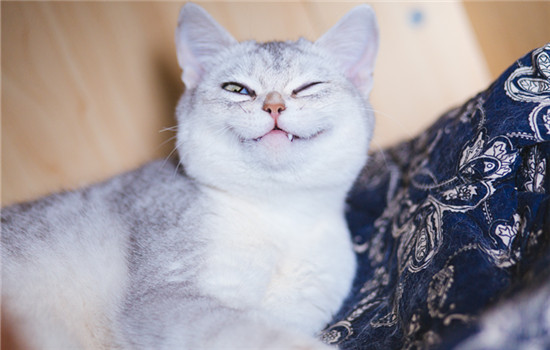 加菲猫为什么不咬人 加菲猫特别温柔