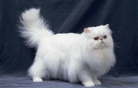 橘猫为什么胆子特别小 小橘猫为什么那么胆小