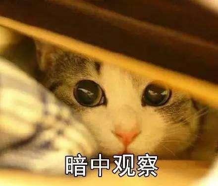 猫为什么喜欢暗处看人 猫咪小心谨慎又好奇