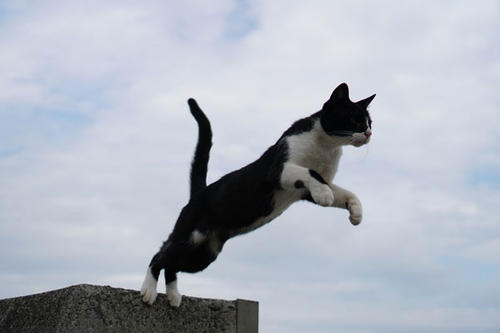 猫为什么摔在地上脚着地 猫为什么永远脚着地