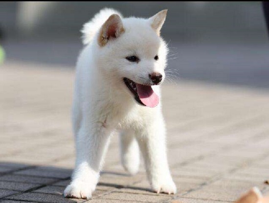 白色柴犬为什么便宜 白色柴犬便宜的原因