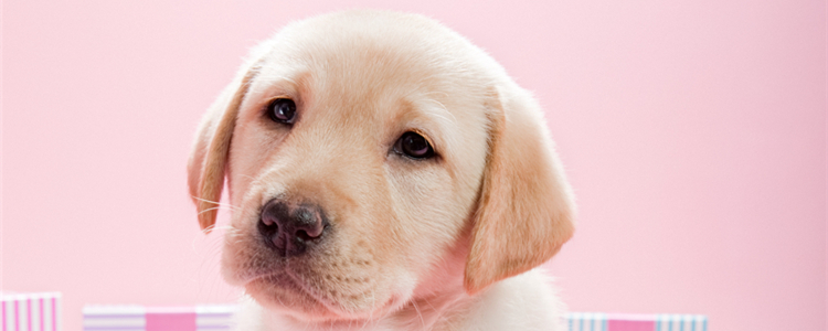 狗狗上火了吃什么降火 狗狗上火了怎么办