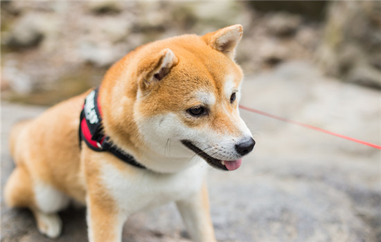 柯基和柴犬哪个好养 柯基比较安心顾家