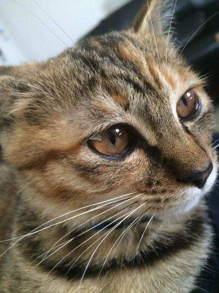 狸花猫为什么那么可爱 身体素质好