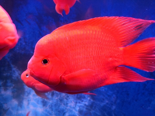 财神鱼吃什么 财神鱼喂食什么好