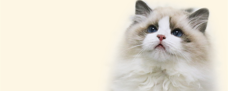 布偶的眼睛多久变蓝 布偶眼睛什么时候才蓝