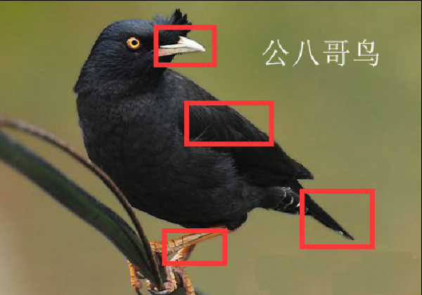 鸟类怎么繁殖示意图图片
