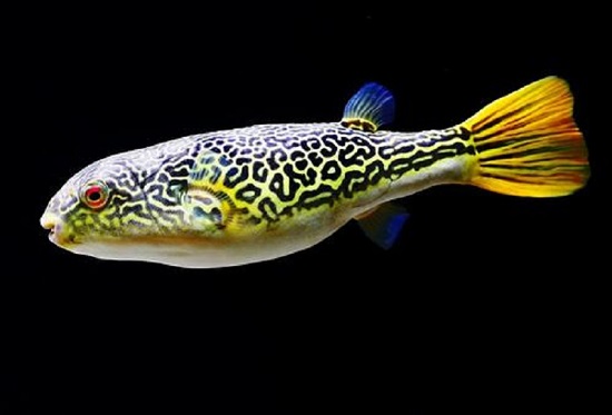 狗头鱼怎么养 狗头鱼饲养方法