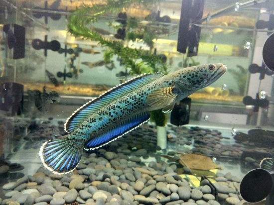 雷龙鱼吃什么食物