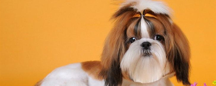 西施犬哪个颜色更纯 西施犬什么颜色最好