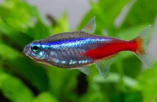 宝莲灯鱼与红绿灯区别 宝莲灯鱼比红绿灯体型大
