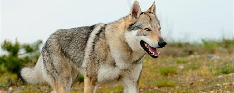 捷克狼犬可以在城市养吗 城市里可以养捷克狼犬吗