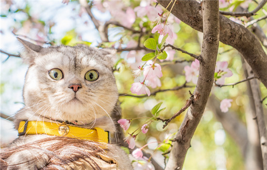 猫咪脱肛怎么办 怎么治疗猫咪脱肛