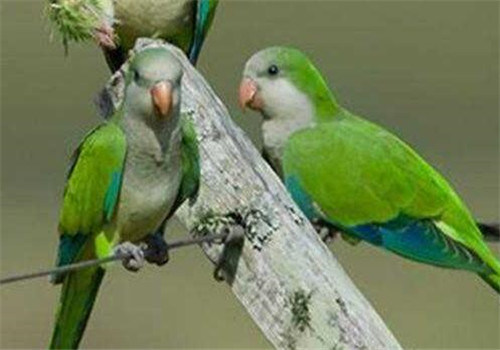 鹦鹉和尚是国家保护动物吗? 绿和尚鹦鹉是国家保护动物吗?