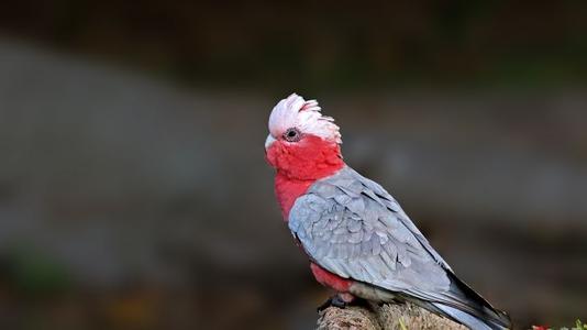 粉红凤头鹦鹉价位 粉红凤头鹦鹉多钱一只
