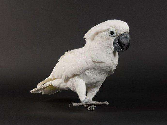 白凤头鹦鹉寿命 白凤头鹦鹉能活多少年