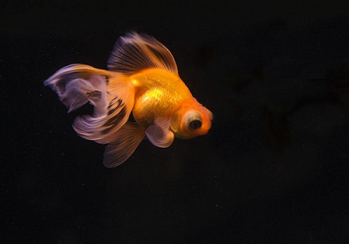 金鱼吃些什么 金鱼吃的食物