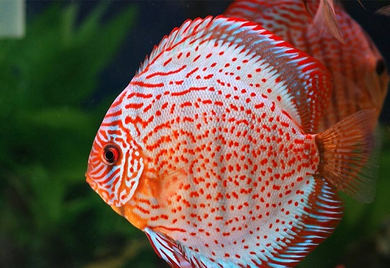 七彩神仙鱼鱼苗怎么养 七彩神仙鱼鱼苗的饲养方法