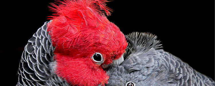 红冠凤头鹦鹉特点 红冠凤头鹦鹉价格