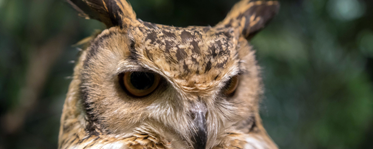 猫头鹰可以家养吗 可以在家养猫头鹰吗