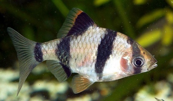 虎皮鱼能长多大 一般长到7厘米