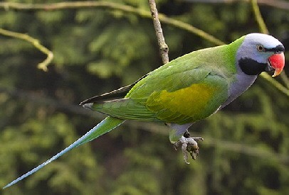 小绯胸鹦鹉的优缺点 小绯胸鹦鹉的优点和缺点