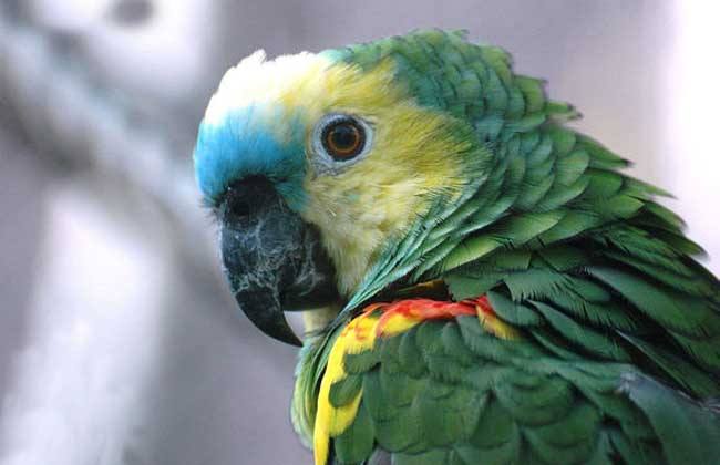 青绿顶亚马逊鹦鹉的寿命有多长 青绿顶亚马逊鹦鹉寿命